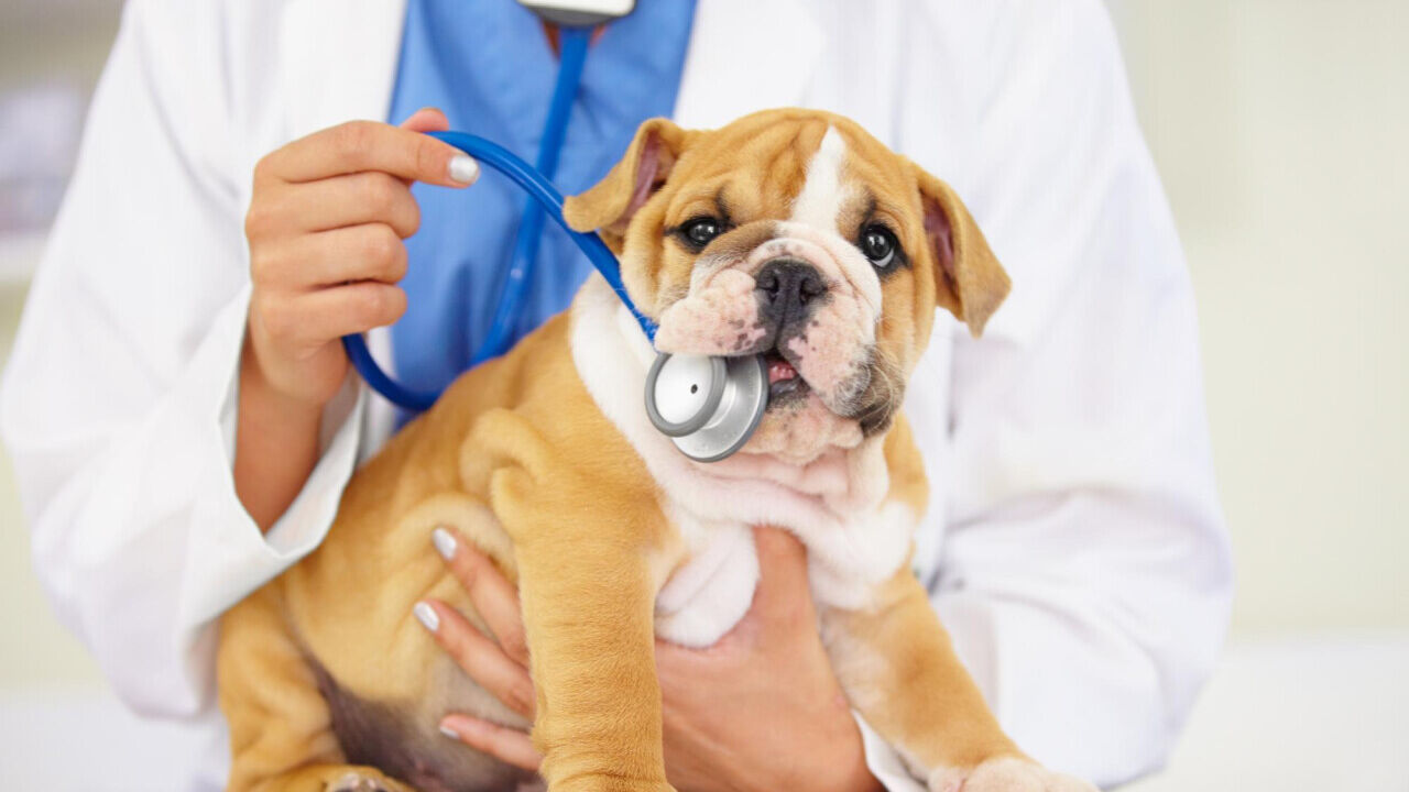 Najczęstsze choroby, które dotykają psy